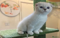 Munchkin cats for sale: Full pedigree munchkin kitten  - Image 2