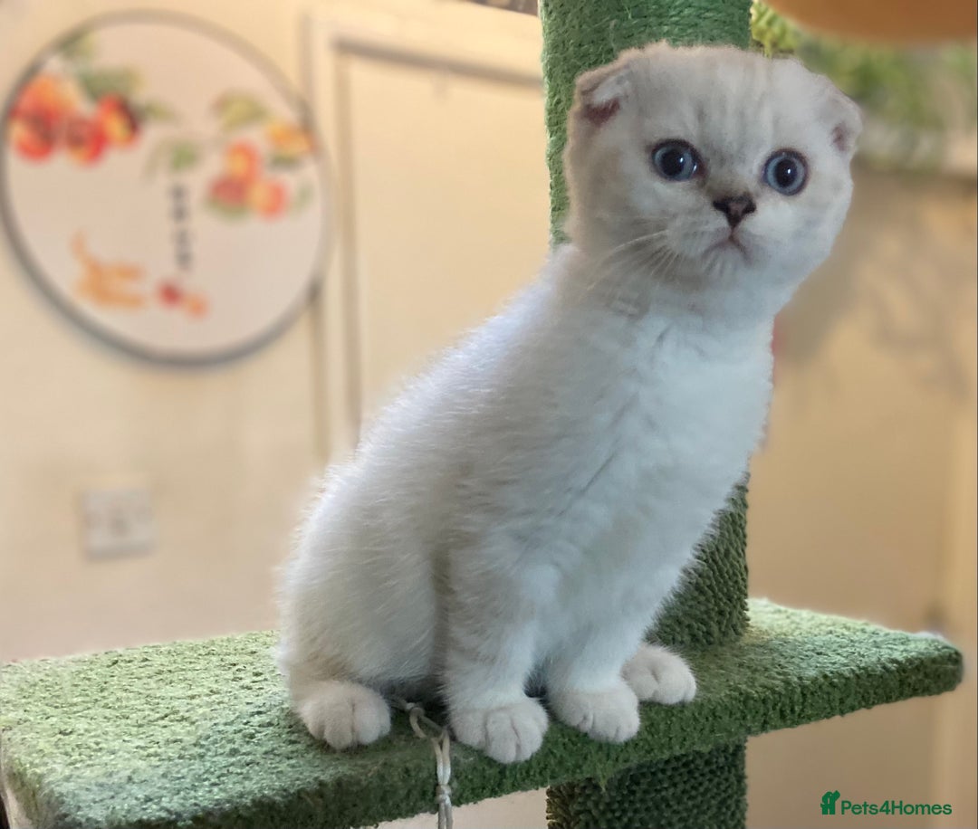 Munchkin cats for sale: Full pedigree munchkin kitten  - Image 2