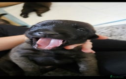 Belgian Shepherd Dog dogs for sale: Belgian malinois puppies  - Image 7