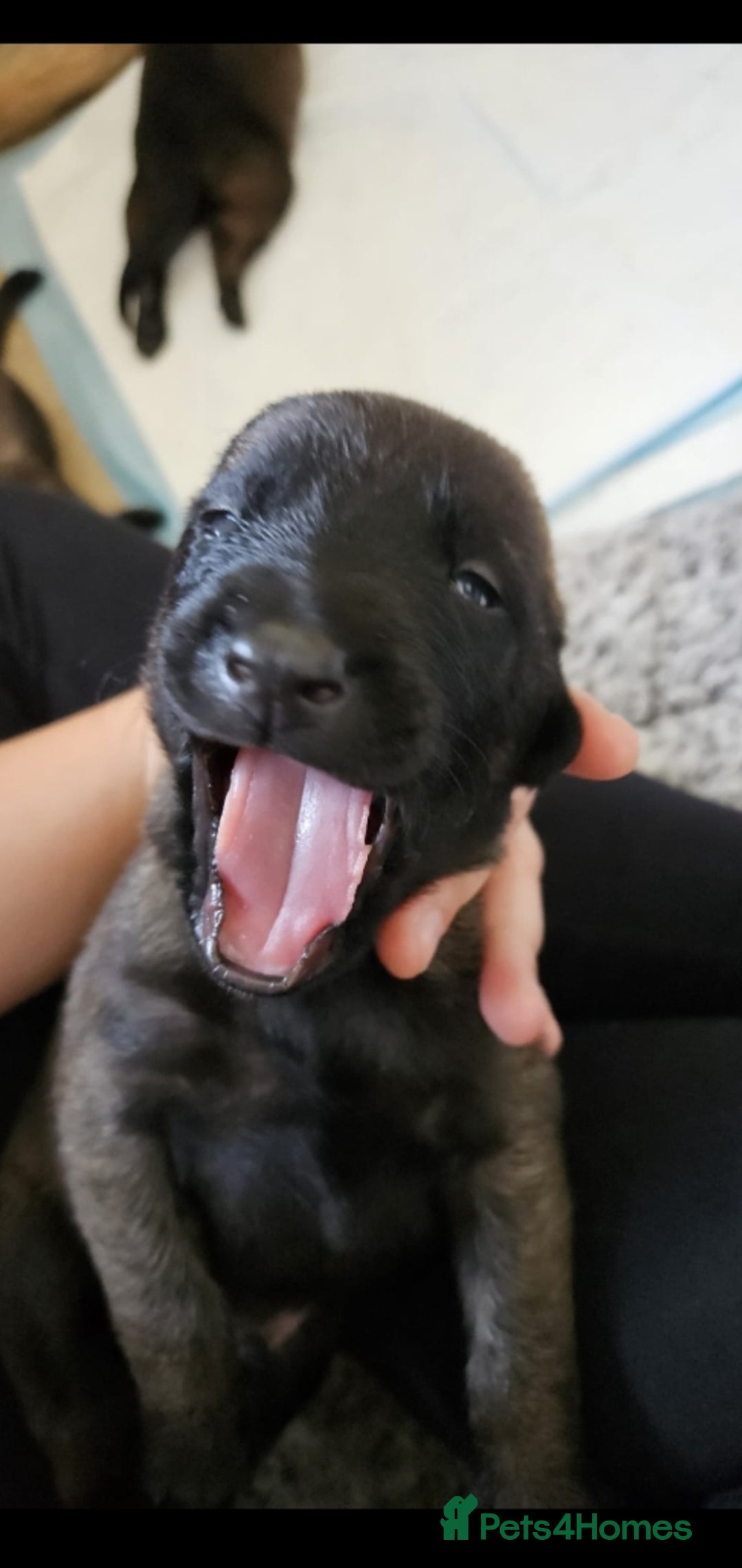 Belgian Shepherd Dog dogs for sale: Belgian malinois puppies  - Image 7