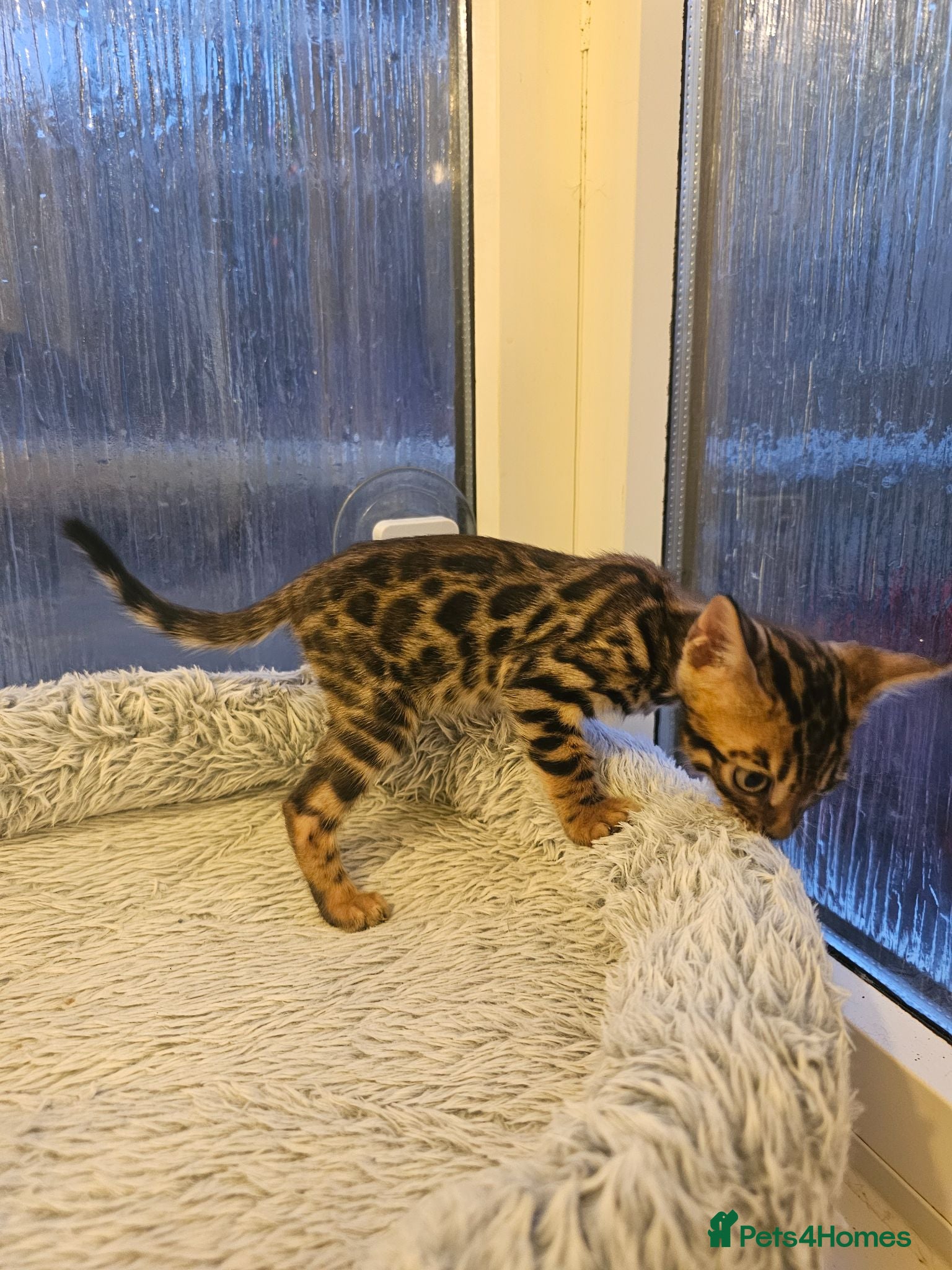 Bengal cats Stunning Bengal Kittens - Advert 12