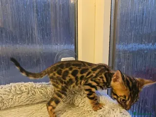 Bengal cats Stunning Bengal Kittens - Advert 12