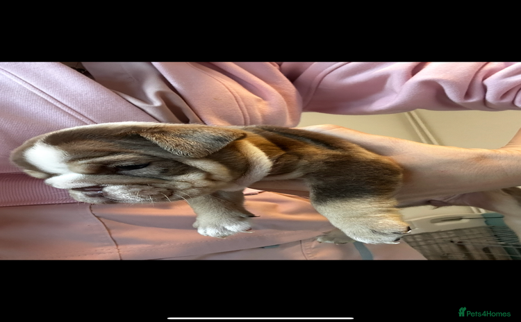 English Bulldog dogs 🐶✨ one beautiful girl left ✨🐶 - Advert 6