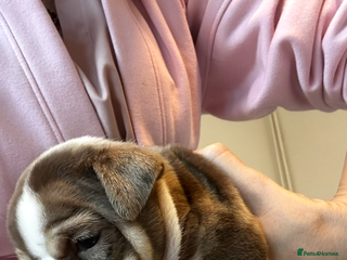 English Bulldog dogs 🐶✨ one beautiful girl left ✨🐶 - Advert 7