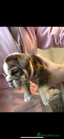 English Bulldog dogs 🐶✨ one beautiful girl left ✨🐶 - Advert 6
