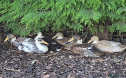 Ducks poultry for sale: Indian Runners (Males) Great Pets&Pest Control - Image 2