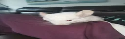 Chinchilla rodents for sale: ❄️Beautiful Pink White Chinchilla with Red Eyes❄️ - Advert 15