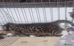 Mixed Breed cats for sale: Gorgeous Bengal x babies **READY NOW** - Image 11