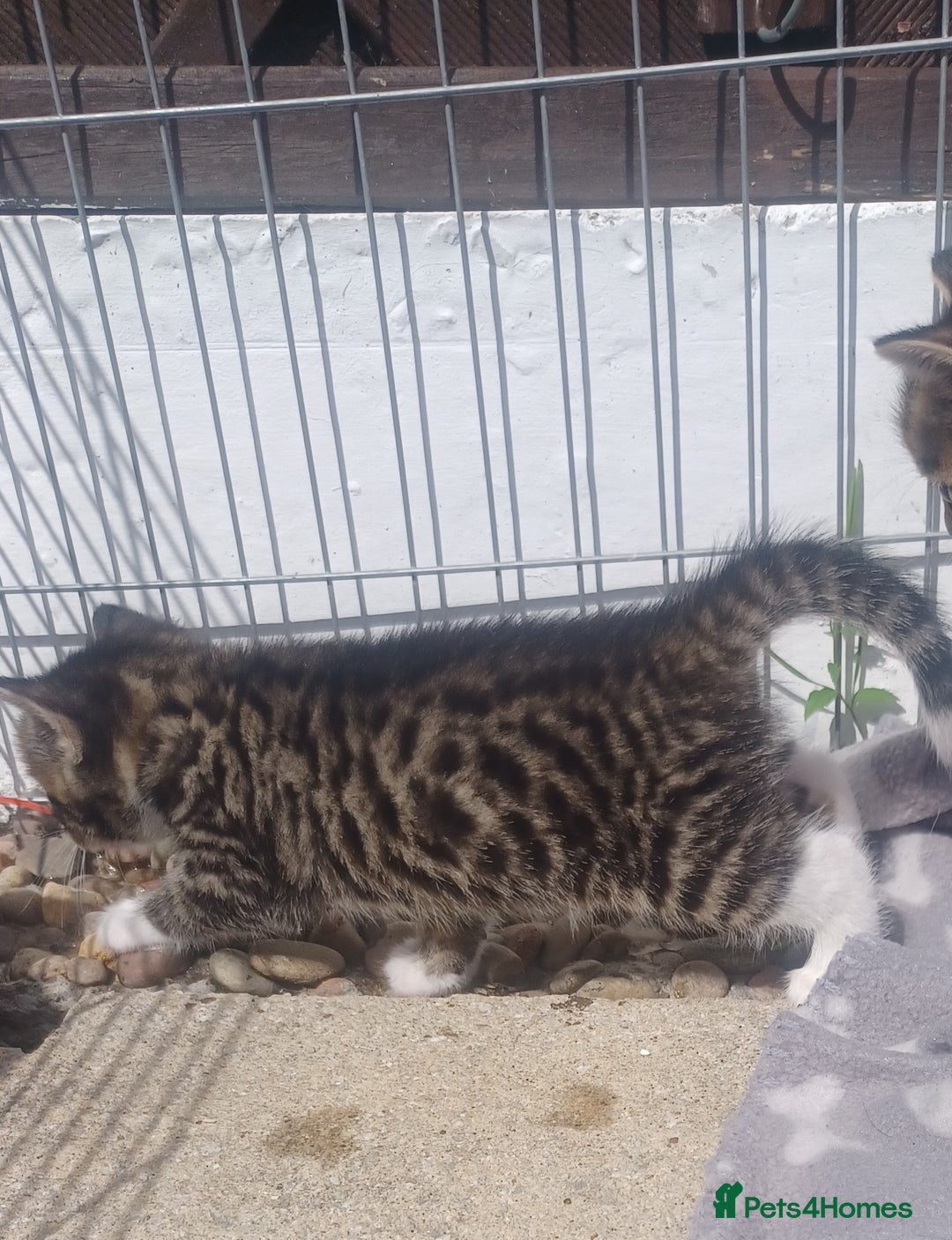 Mixed Breed cats for sale: Gorgeous Bengal x babies **READY NOW** - Image 11