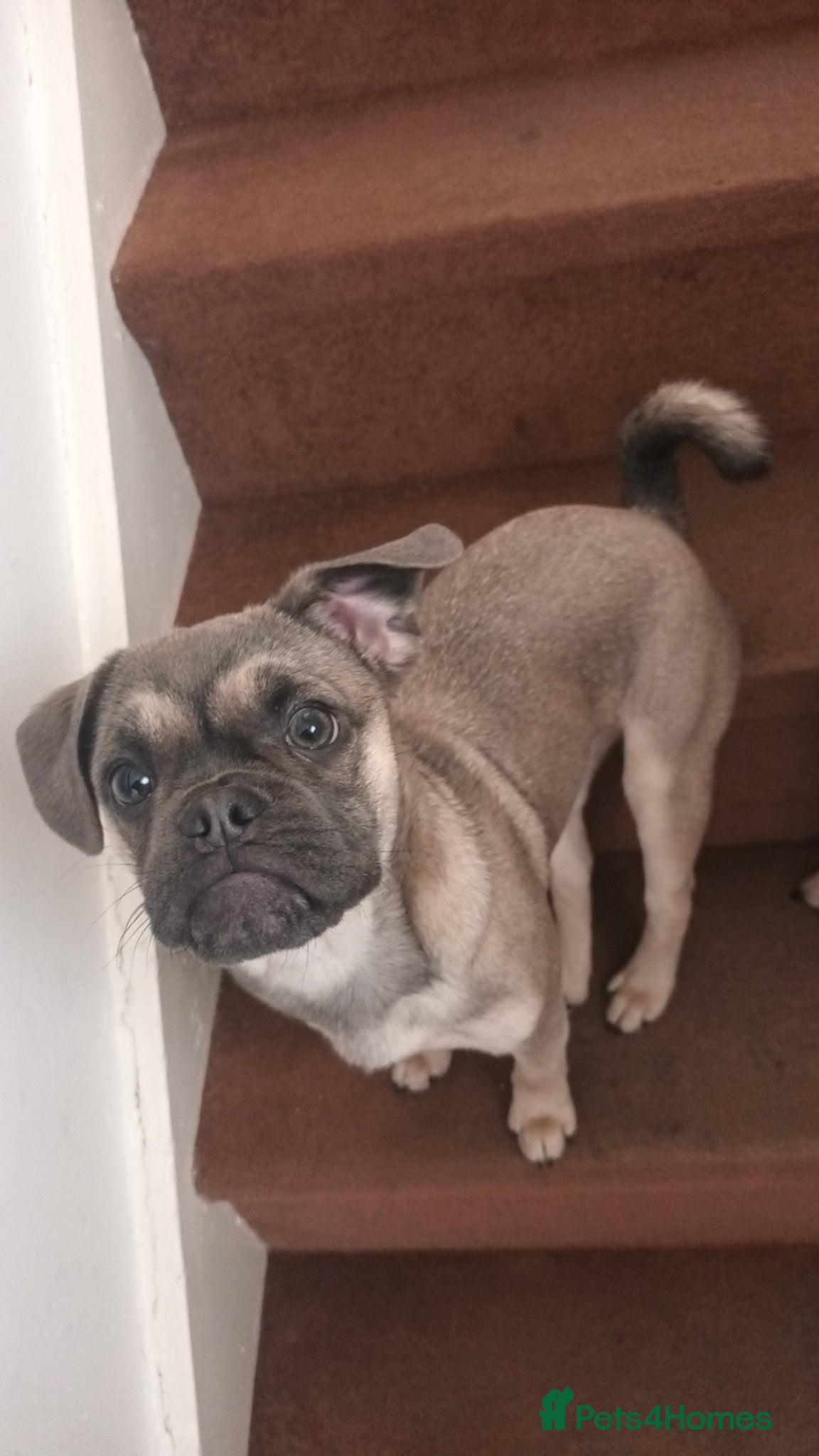 Frug dogs Beautiful little frug  - Advert 3