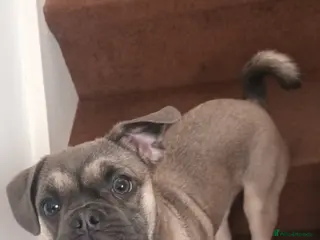 Frug dogs Beautiful little frug - Advert 3