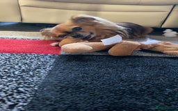 Chihuahua dogs for sale: Miniature long haired KC registered Chihuahua - Image 4