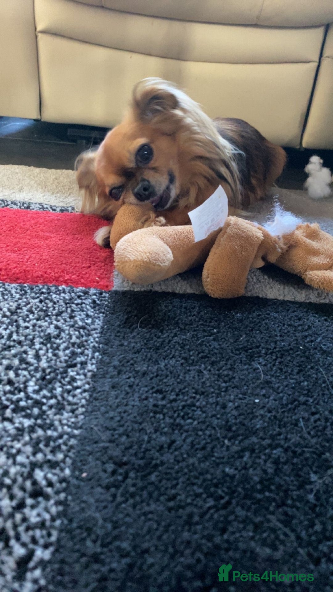 Chihuahua dogs for sale: Miniature long haired KC registered Chihuahua - Image 4