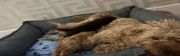 Cavapoo dogs for sale: Beautiful cavapoos 3 boys one girl 🐾 - Advert 2