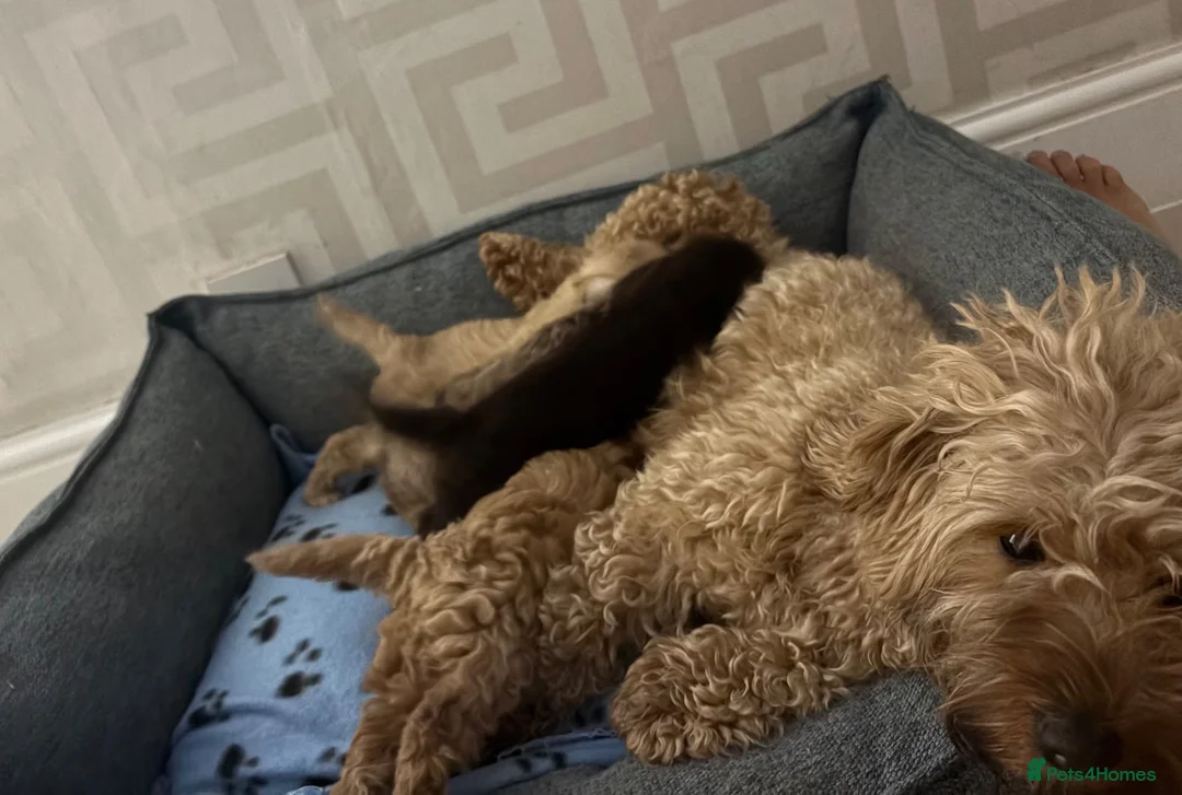 Cavapoo dogs for sale: Beautiful cavapoos 3 boys one girl 🐾 - Advert 2