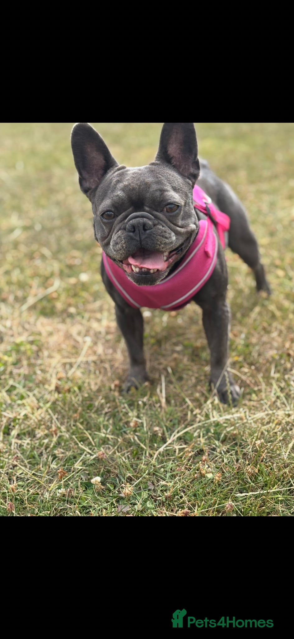 French Bulldog dogs A boy and girl frenchies  - Advert 2