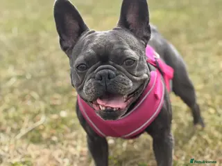 French Bulldog dogs A boy and girl frenchies - Advert 1