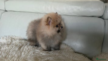 Pomeranian dogs - Advert 2