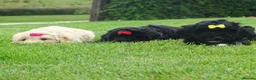 Cockapoo dogs for sale: Stunning Cockapoo Puppies  - Advert 20