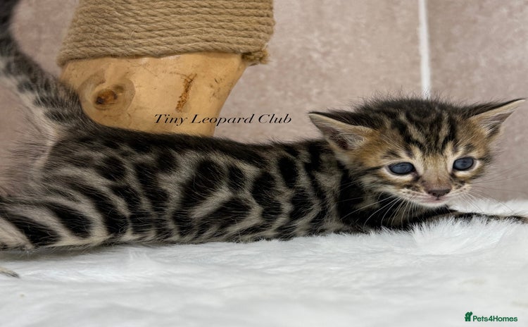 Bengal cats - Advert 13