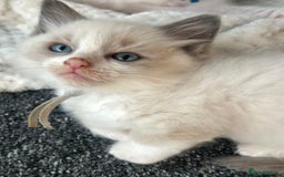 Ragdoll cats for sale: Ragdoll - Ready now - Image 7