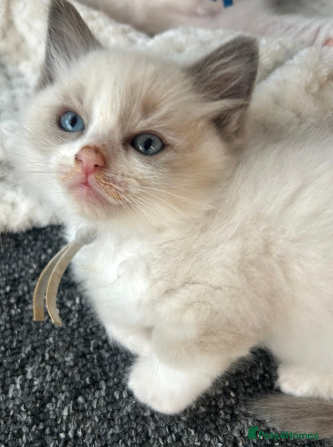 Ragdoll cats for sale: Ragdoll - Ready now - Image 7