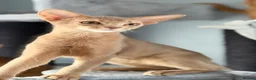 Abyssinian cats for sale: Beautiful Fawn Abyssinian Girl 🤍❤️ GCCF  - Advert 3
