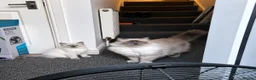 Ragdoll cats for sale: GCCF Blue Point Ragdoll Boys Ready Now - Advert 23