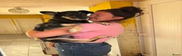 Mixed Breed dogs for adoption: Rambo - Norwich Norfolk  - Advert 3