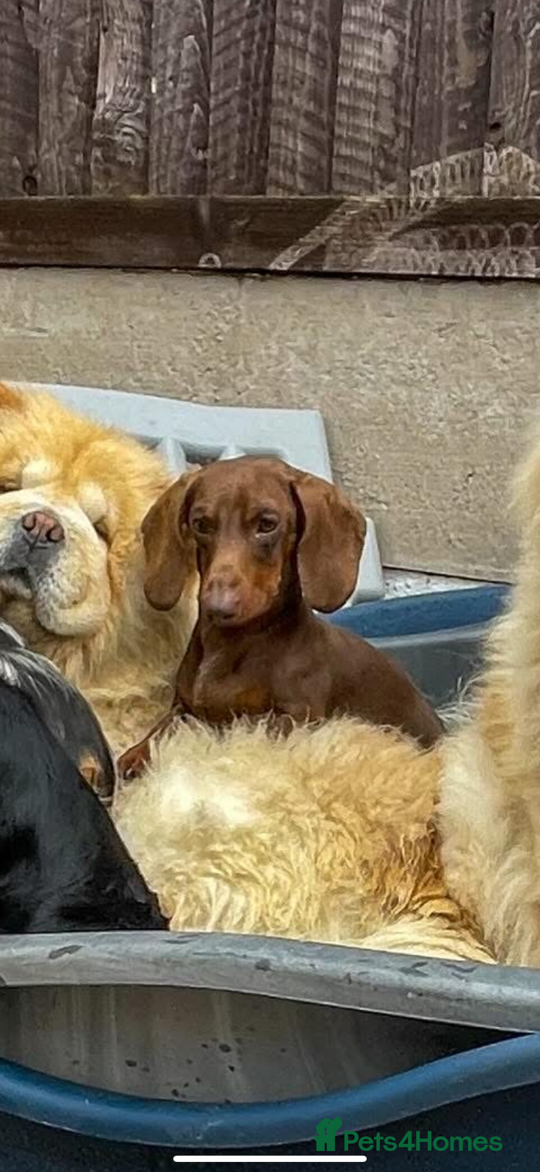 Miniature Dachshund dogs for sale: True Miniature Dachshund Puppies - Advert 25