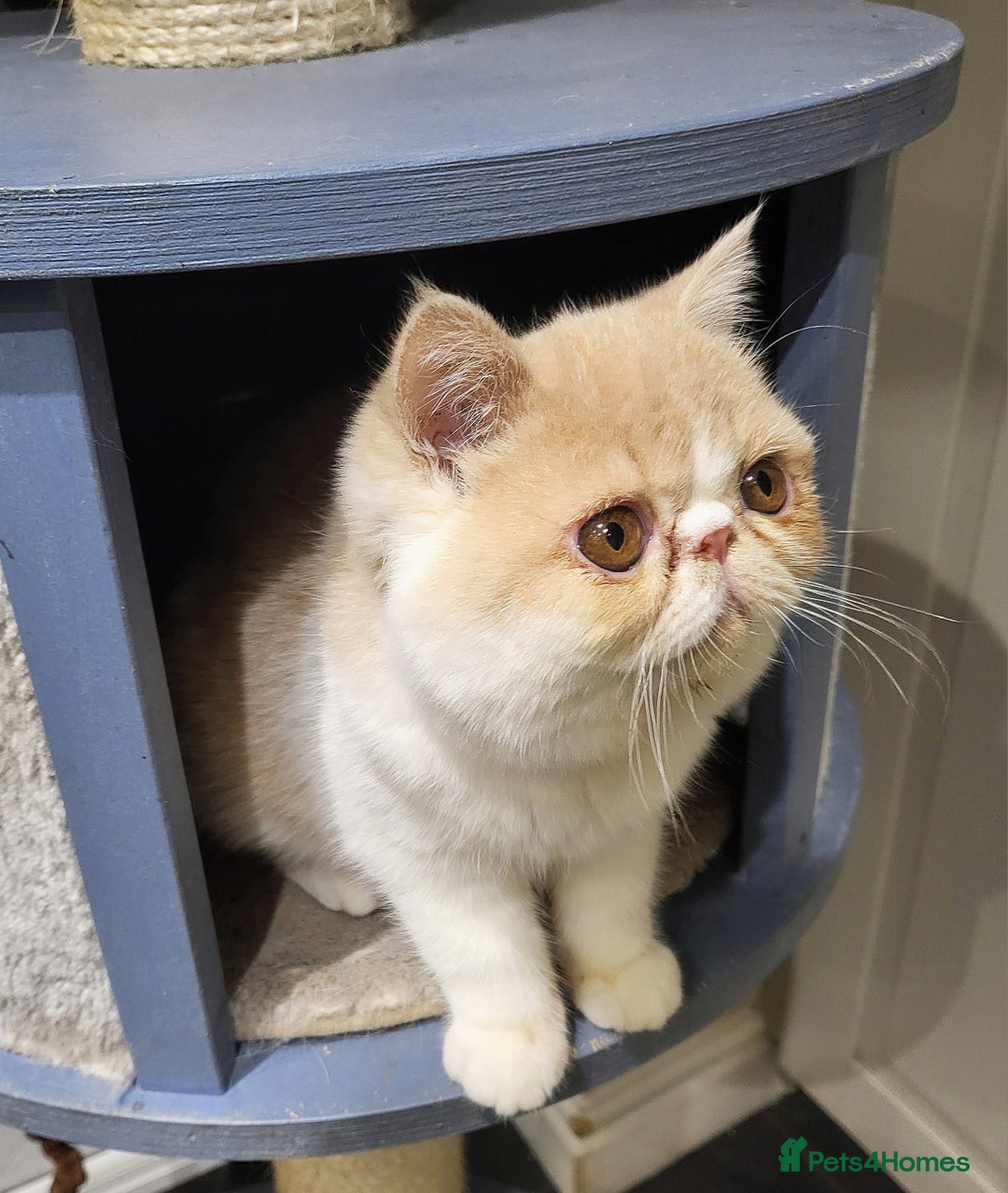 Exotic cats for sale: Hugo  - Advert 3