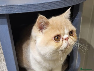 Exotic cats Hugo - Advert 13