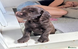 Cocker Spaniel dogs for sale: Beautiful Litter of Cocker Spaniel Puppies - Image 2