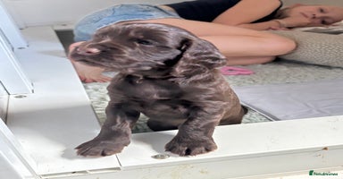 Cocker Spaniel dogs - Advert 5