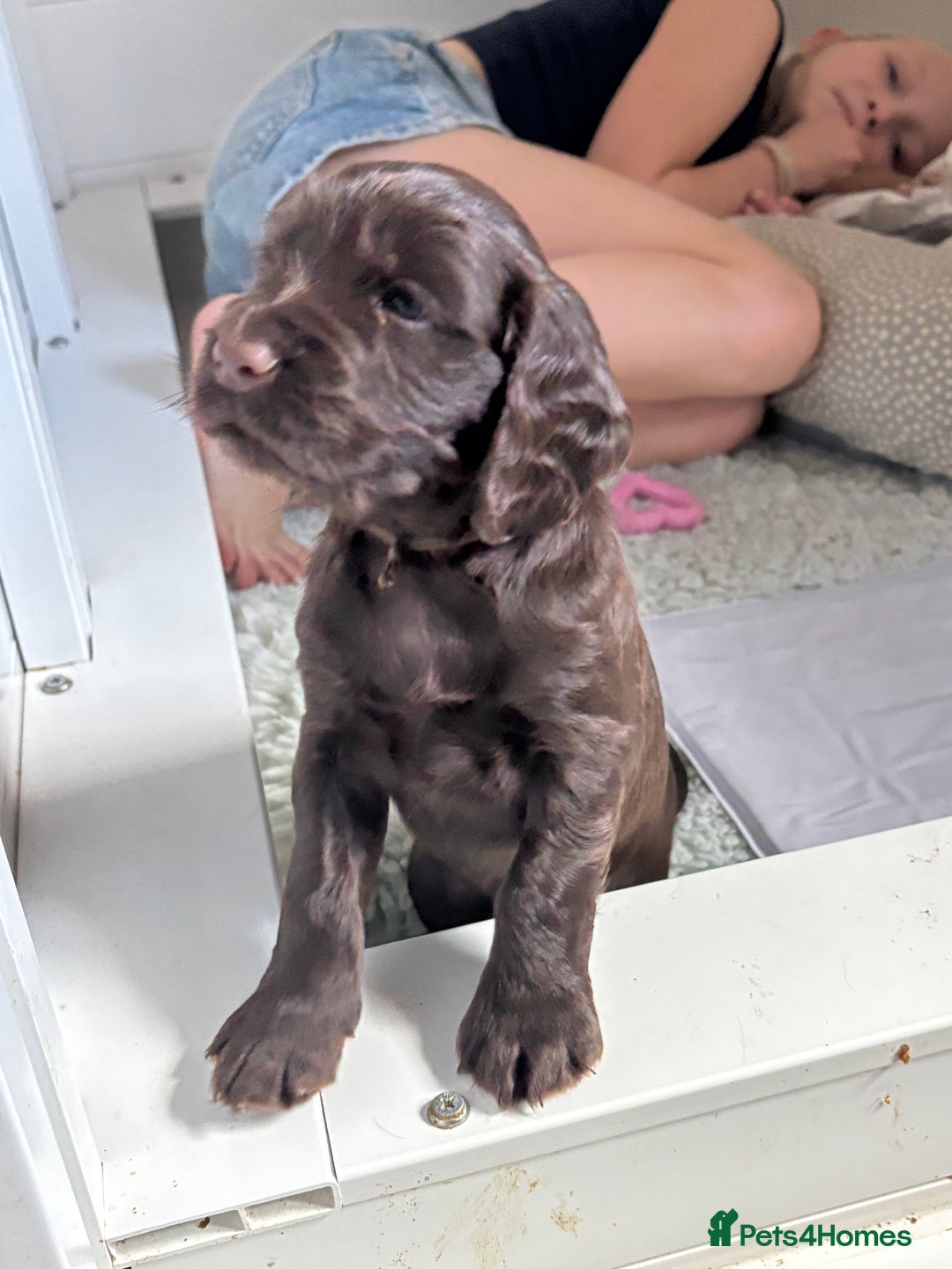 Cocker Spaniel dogs for sale: Beautiful Litter of Cocker Spaniel Puppies - Image 2