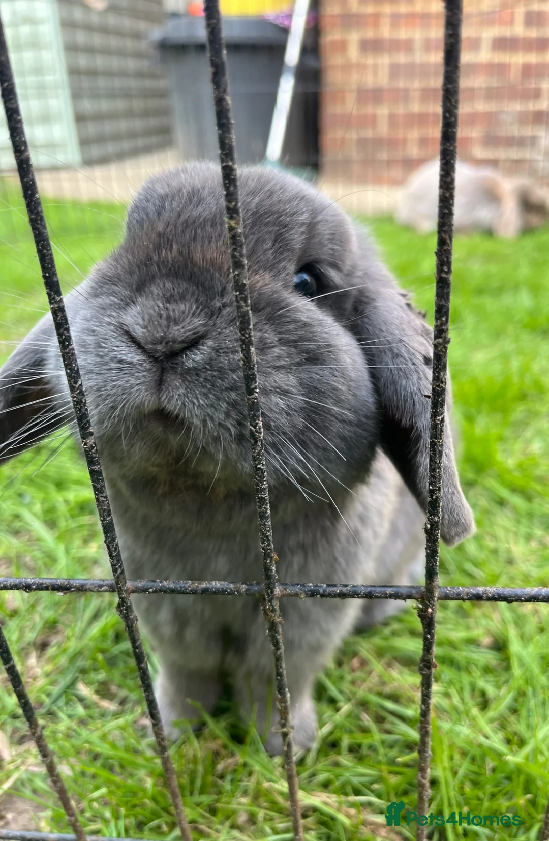Mini Lop rabbits for sale: Blue male mini lop looking for new home - Advert 2