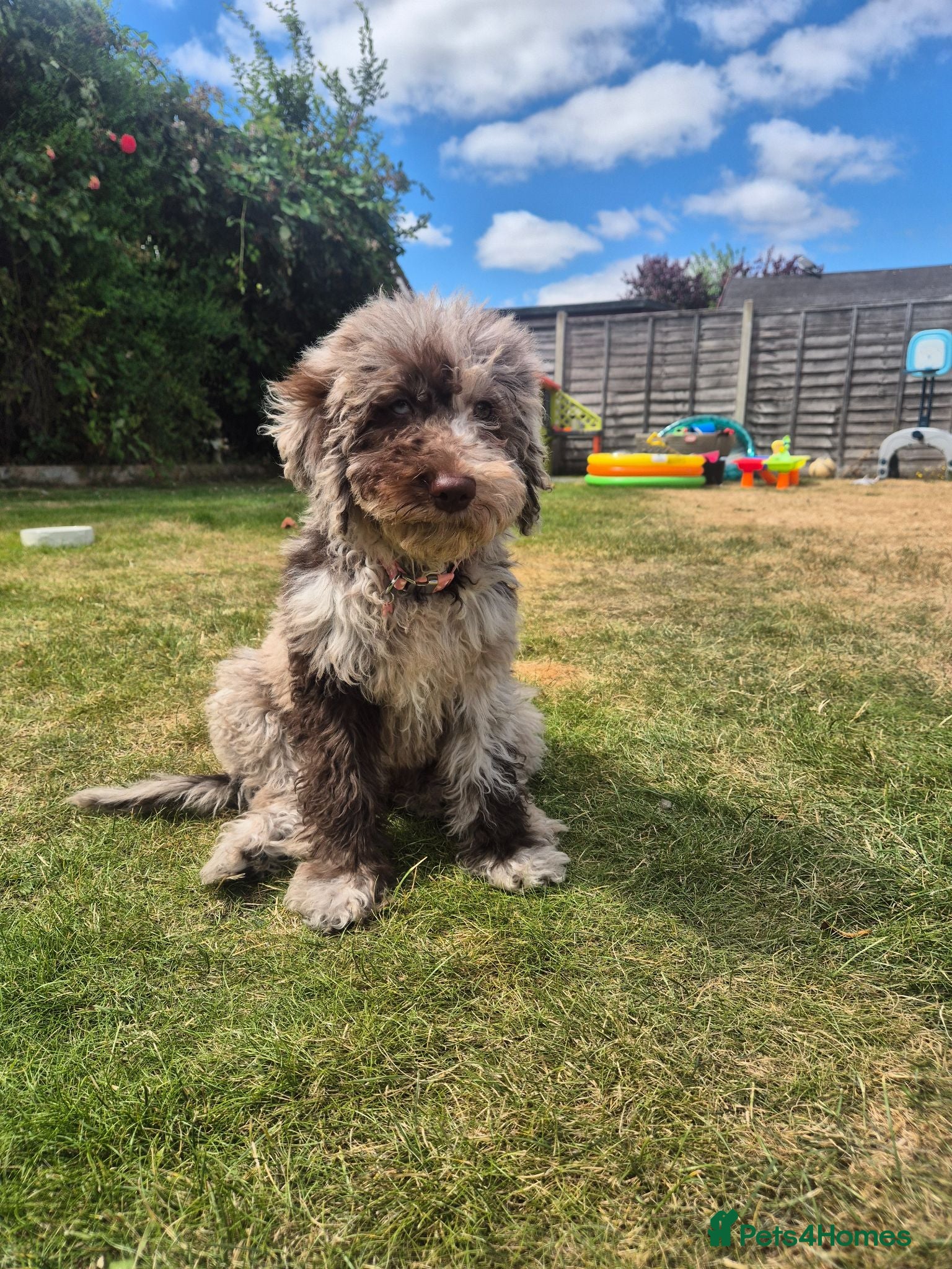 Australian Labradoodle dogs Australian Labradoodle medium/large - Advert 3