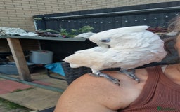 Cockatoo birds for sale: Cockatoo - Image 10