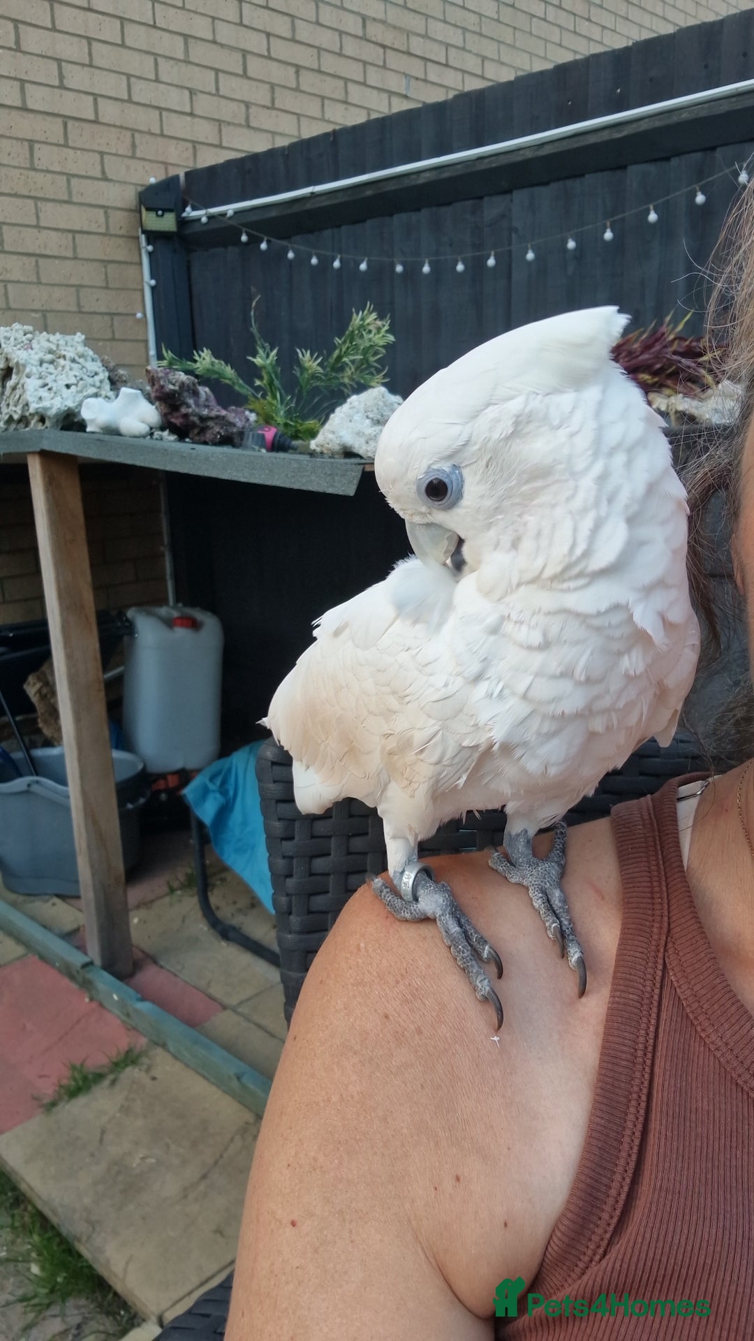Cockatoo birds for sale: Cockatoo - Image 10