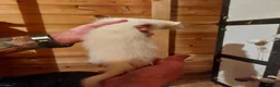 Ferret rodents for sale: Albino Kits for sale - Advert 10