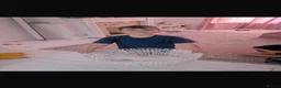 Turkish Angora cats for sale: Beautiful Tr anorgas for sale - Advert 11