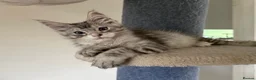 Maine Coon cats for sale: Mackerel tabby boys  - Advert 6