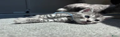 Bengal 1