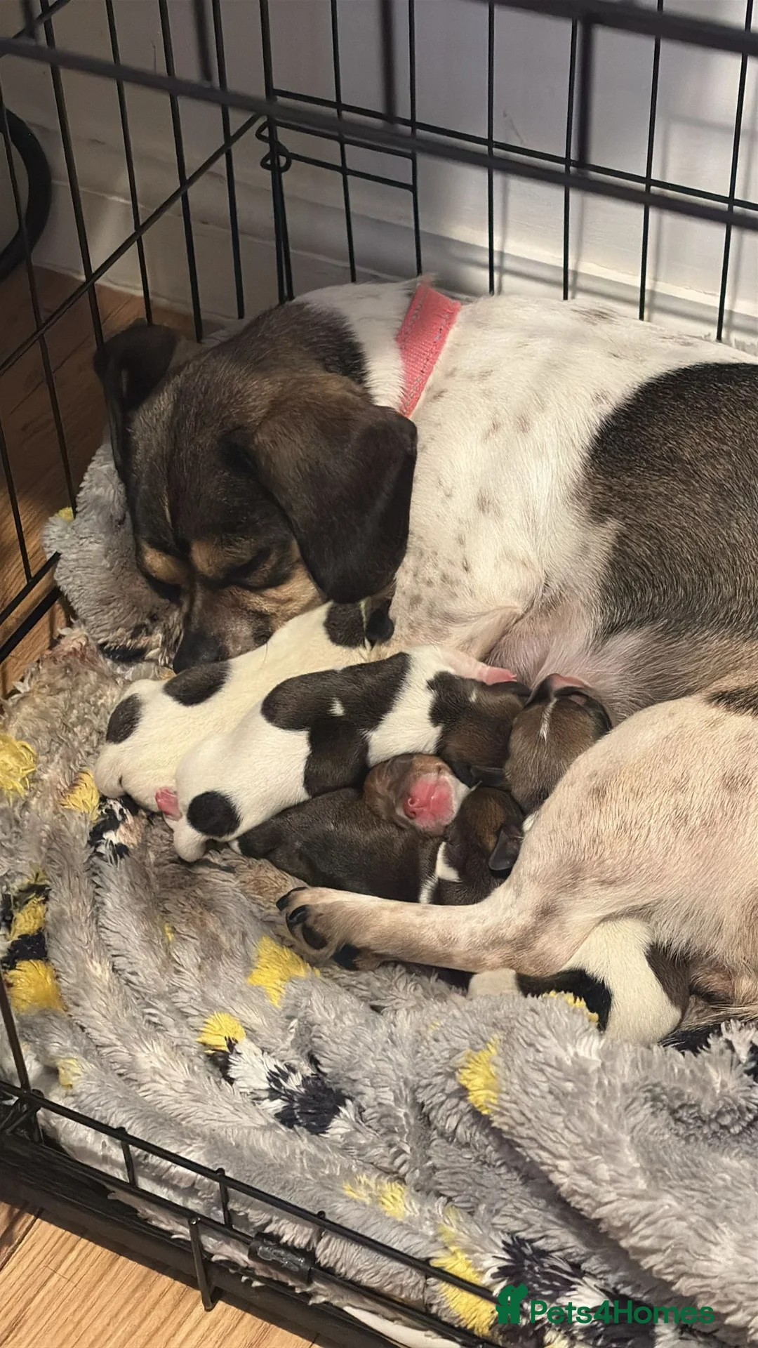Mixed Breed dogs for sale: Dachshund x - Advert 1