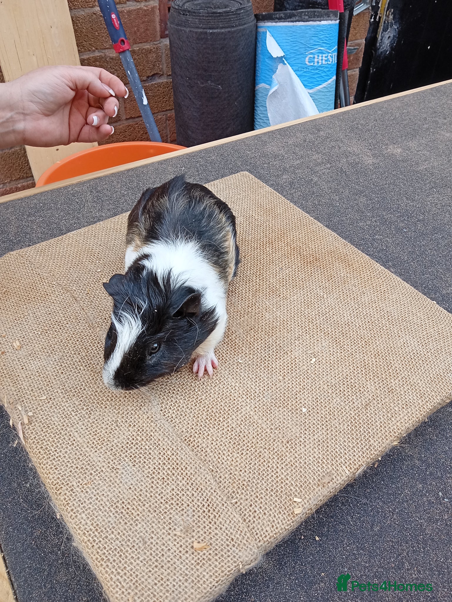 Guinea Pig rodents for sale: Babe guinea pigs sows - Advert 3