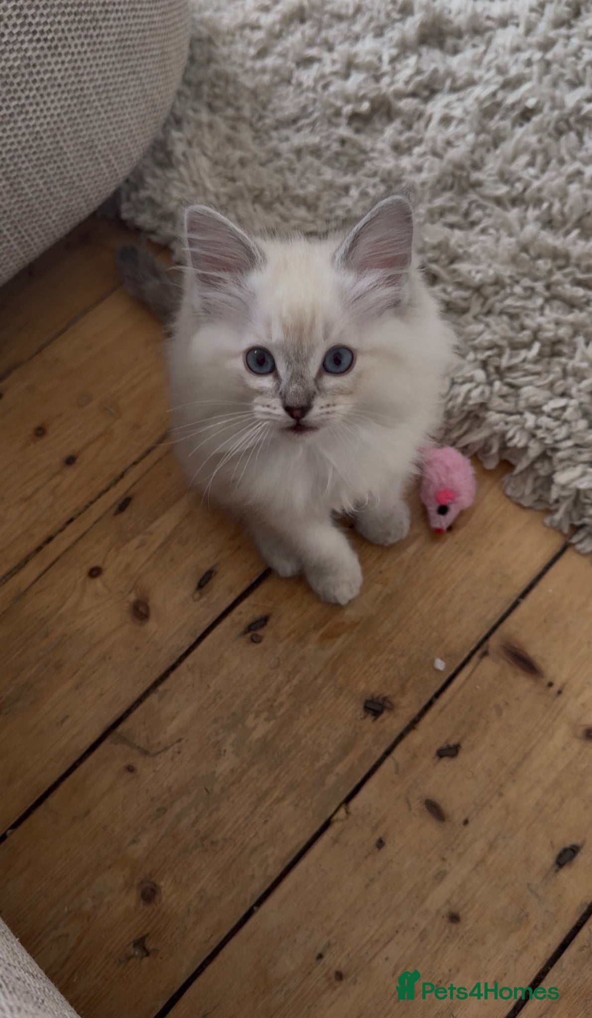 Ragdoll cats *READY TO LEAVE* Purebred Ragdoll kitties - Advert 1