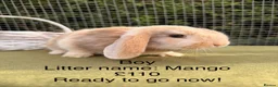 Mini Lop rabbits for sale: Mini lop babies! Lots of colours!  - Advert 20