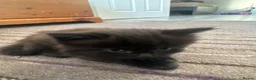 British Shorthair cats for sale: Kittens for Sale - Advert 4