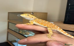 Bearded Dragon reptiles for sale: Last 3 baby dragons AVAILABLE NOW  - Image 5