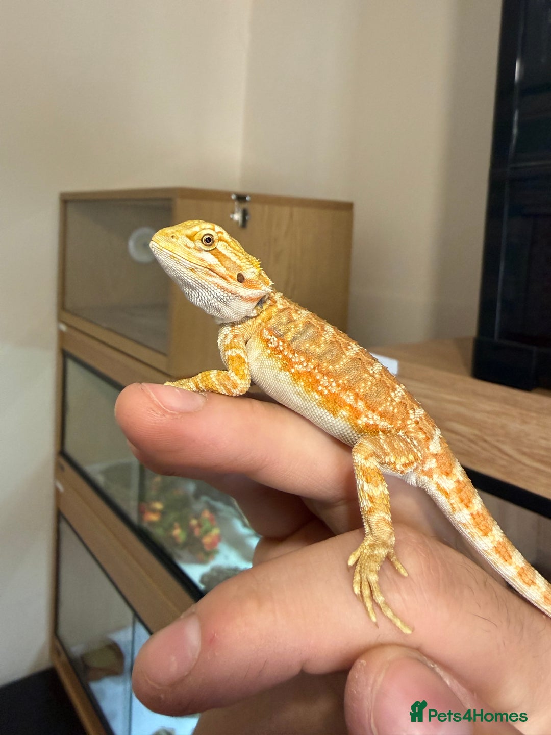 Bearded Dragon reptiles for sale: Last 3 baby dragons AVAILABLE NOW  - Image 5